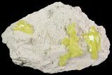 Sulfur Crystal Clusters on Matrix - Nevada #69145-1